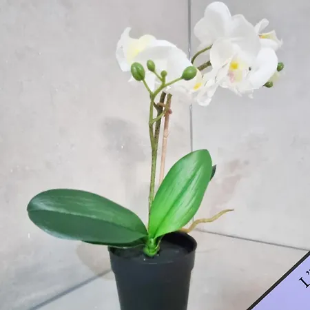 Charme Et Elegance Daire Sainte-Croix-en-Plaine